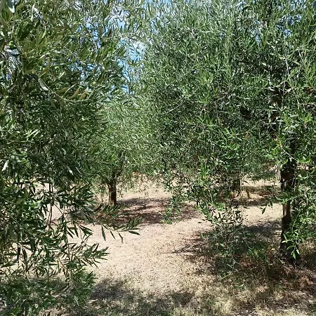 Tra Gli Ulivi Umbri