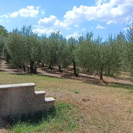 Tra Gli Ulivi Umbri *
